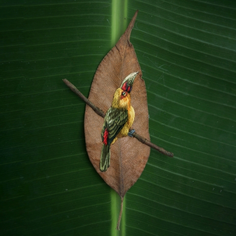 araçari-banana | moldura 18x18cm