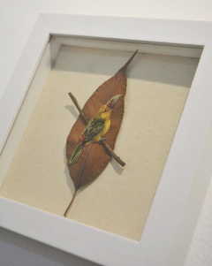 araçari-banana | moldura 18x18cm na internet