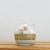 VELA JELLY | AMAZONITA
