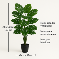 PLANTA ROMA MODELO 3 - Edición Limitada