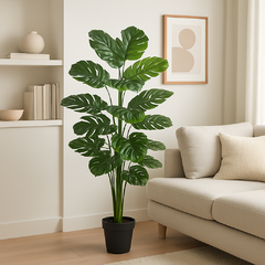 PLANTA ROMA MODELO 3 - comprar online