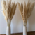 12 Capim dos Pampas Bege - comprar online
