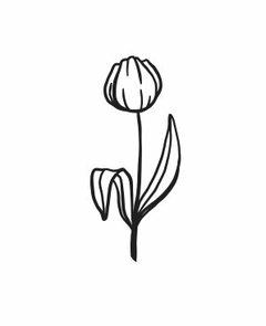 Tulipa