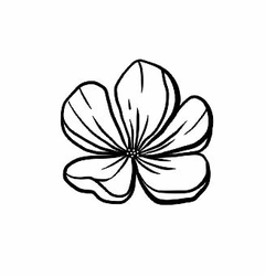 Flor