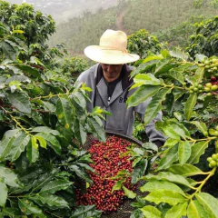 Duo Test Esp Colombia más Nectar - 2 Kg. Café en grano en internet