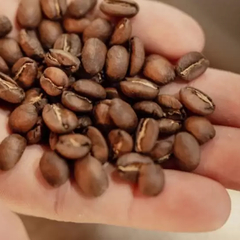 Café en Grano Tostado Gueixa de Especialidad Natural x 1kg en internet