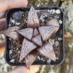 Haworthia "imperial concubine"