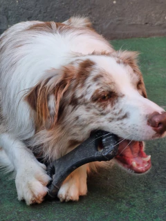 Imagem do MORDEDOR BIOBONE OSSÃO - FIBRA DE MADEIRA - MORDIDA EXTRA FORTE