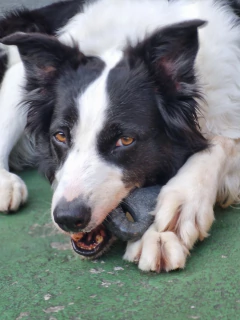 MORDEDOR BIOBONE OSSÃO - FIBRA DE MADEIRA - MORDIDA EXTRA FORTE - loja online