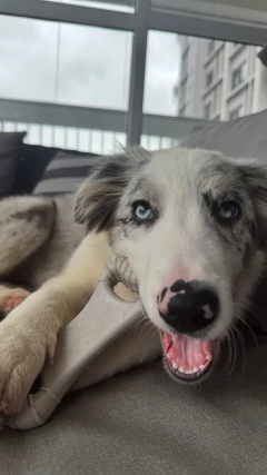 Imagem do MORDEDOR BIOBONE OSSÃO - FIBRA DE CANA DE AÇÚCAR - MORDIDAS FORTE