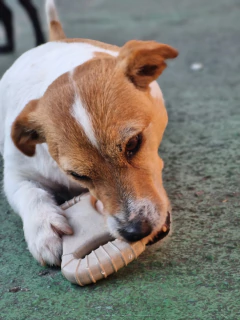 MORDEDOR BIOBONE OSSÃO - FIBRA DE CANA DE AÇÚCAR - MORDIDAS FORTE - Dorminhokos