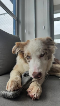 MORDEDOR BIOBONE OSSÃO - FIBRA DE MADEIRA - MORDIDA EXTRA FORTE - Dorminhokos