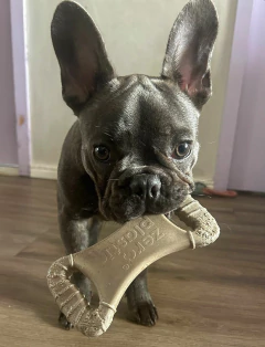 MORDEDOR BIOBONE OSSÃO - FIBRA DE LARANJA - MORDIDA MODERADA - comprar online