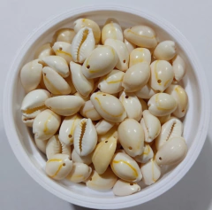 Buzios Enteros Chicos