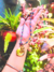 COLAR ID PP ao GG ( sem medalha) - May Dog