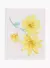Imagem do Kit Body Regata Carter's Lemon