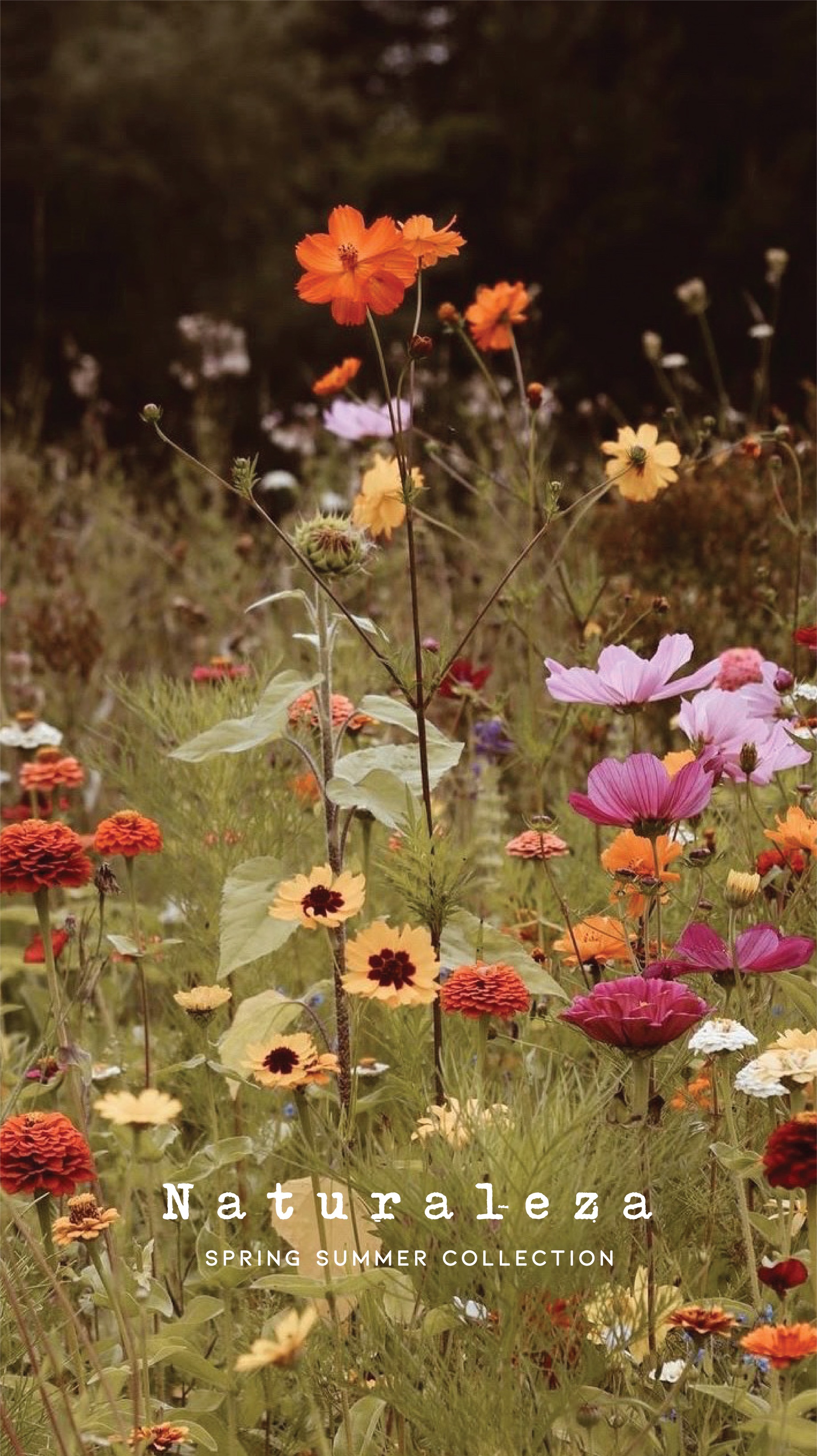 Banner de Timo cotton