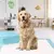 Tapete Higiênico Para Cães Pet Training Pads 90x60cm 60 Unds na internet