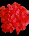Pétalos Rojos x150 u