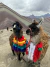 EXPEDIÇÃO MACHU PICHU - 01 A 06 DE MAIO DE 2025 - comprar online