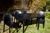 Mesa Encastrable de Plastico Color Negro Mascardi en internet