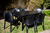 Mesa Encastrable de Plastico Color Negro Mascardi - tienda online