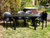 Imagen de Silla Barcelona De Plastico Mascardi Color Negro