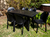 Imagen de Mesa Encastrable de Plastico Color Negro Mascardi