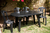 Combo 4 Sillas Reina Mascardi 1 Mesa Oval Color Negro