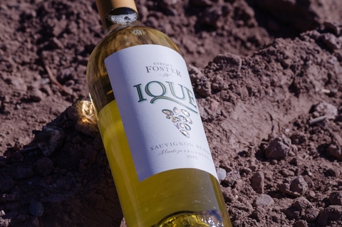 Foster Ique Sauvignon Blanc