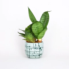 Vaso Neblina II - P na internet