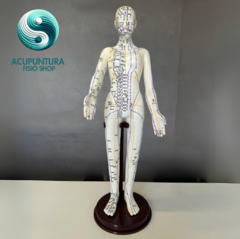Modelo Anatômico com Pontos de Acupuntura - QIZHOU - comprar online