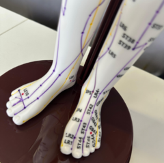 Modelo Anatômico com Pontos de Acupuntura - QIZHOU