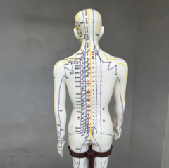 Modelo Anatômico com Pontos de Acupuntura - QIZHOU na internet