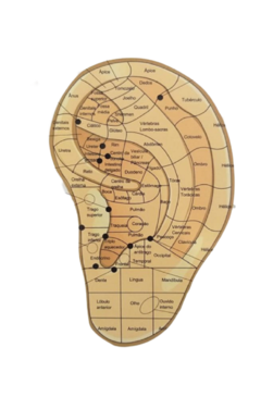 Combo - 8 Mapas para Aplicação da Técnica de Acupuntura - loja online