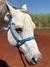 CABRESTO PERSONALIZADO GLOW-AZUL ROYAL - comprar online