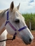 CABRESTO PERSONALIZADO GLOW-ROXO - comprar online