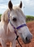 CABRESTO PERSONALIZADO GLOW-ROXO