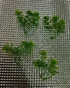 MINI FOLHAGEM - UNIDADE