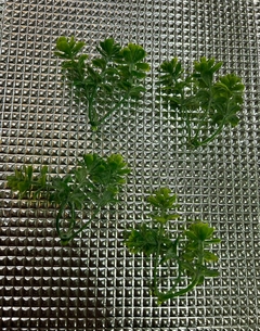MINI FOLHAGEM - UNIDADE