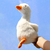 Pelúcia de Pato