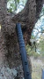 Imagen de Hacha táctica militar de lanzar sog tomahawk