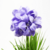 Bonsai flores - comprar online