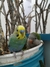 AVES