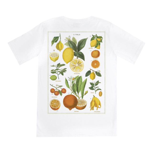 Citrus thumbnail 2