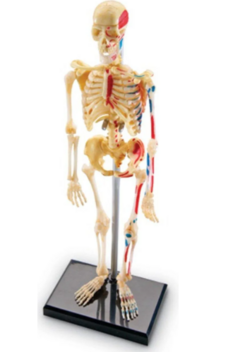Modelo de Esqueleto Humano - Learning Resources na internet