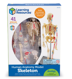 Modelo de Esqueleto Humano - Learning Resources - comprar online