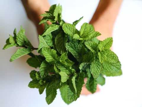 Hortelã Orgânica Maço