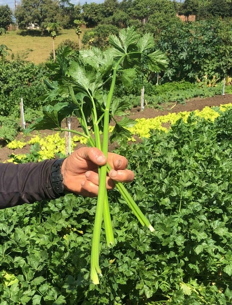 Aipo Orgânico Maço