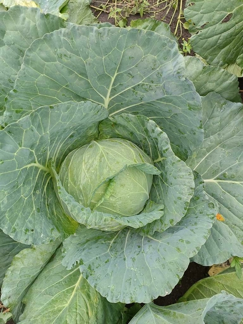 Repolho Verde Orgânico Kg